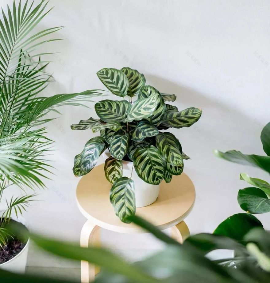 绿植搭配室内设计,打造自然家居之美-8