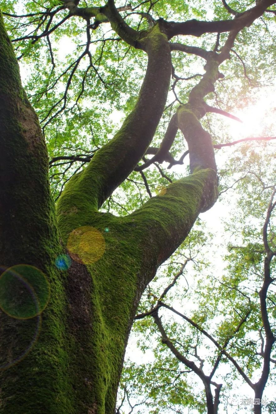 广东中山国家森林公园总体规划(2018·2027)-47