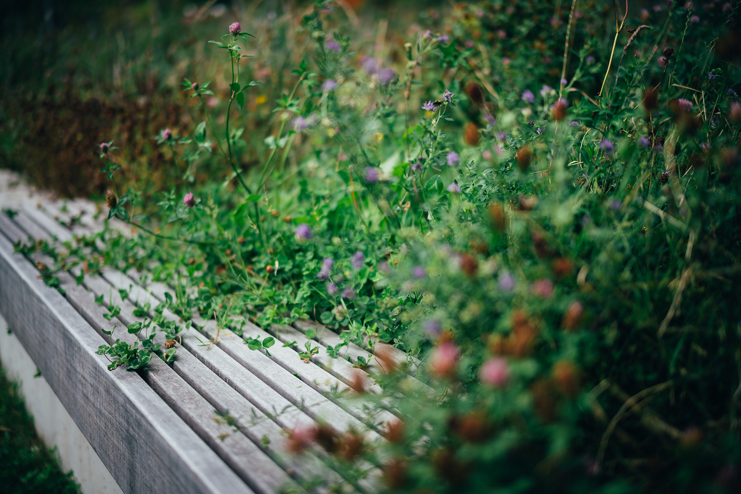 惠灵顿植物园的探索花园——儿童与自然的亲密接触-21