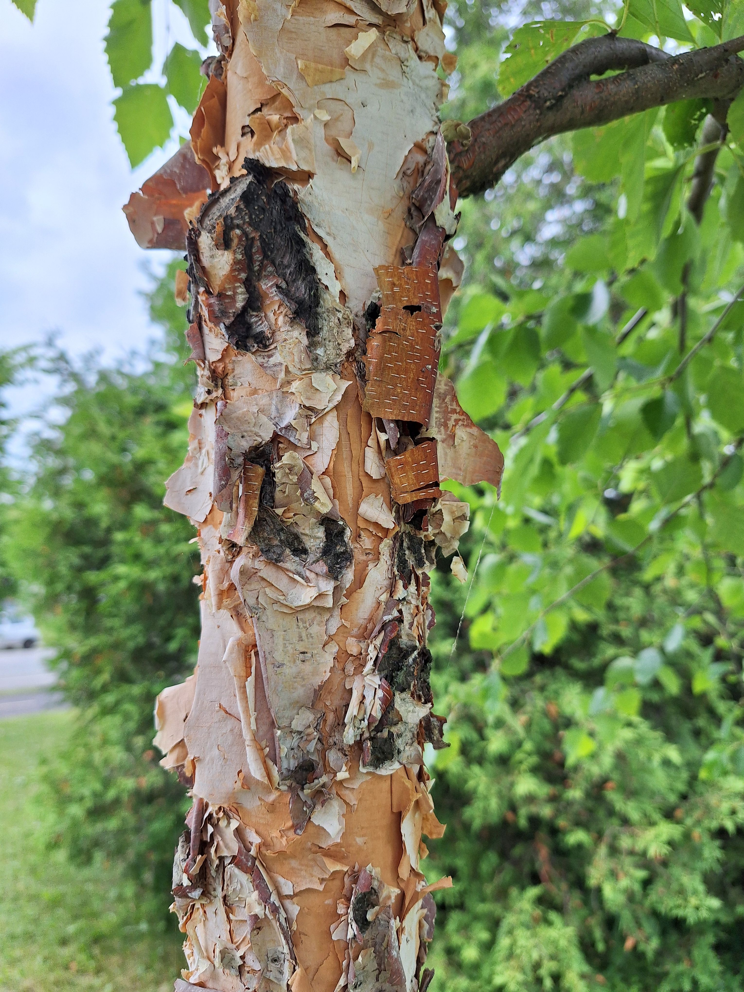 世界上的树木丨Sylvie D.-149