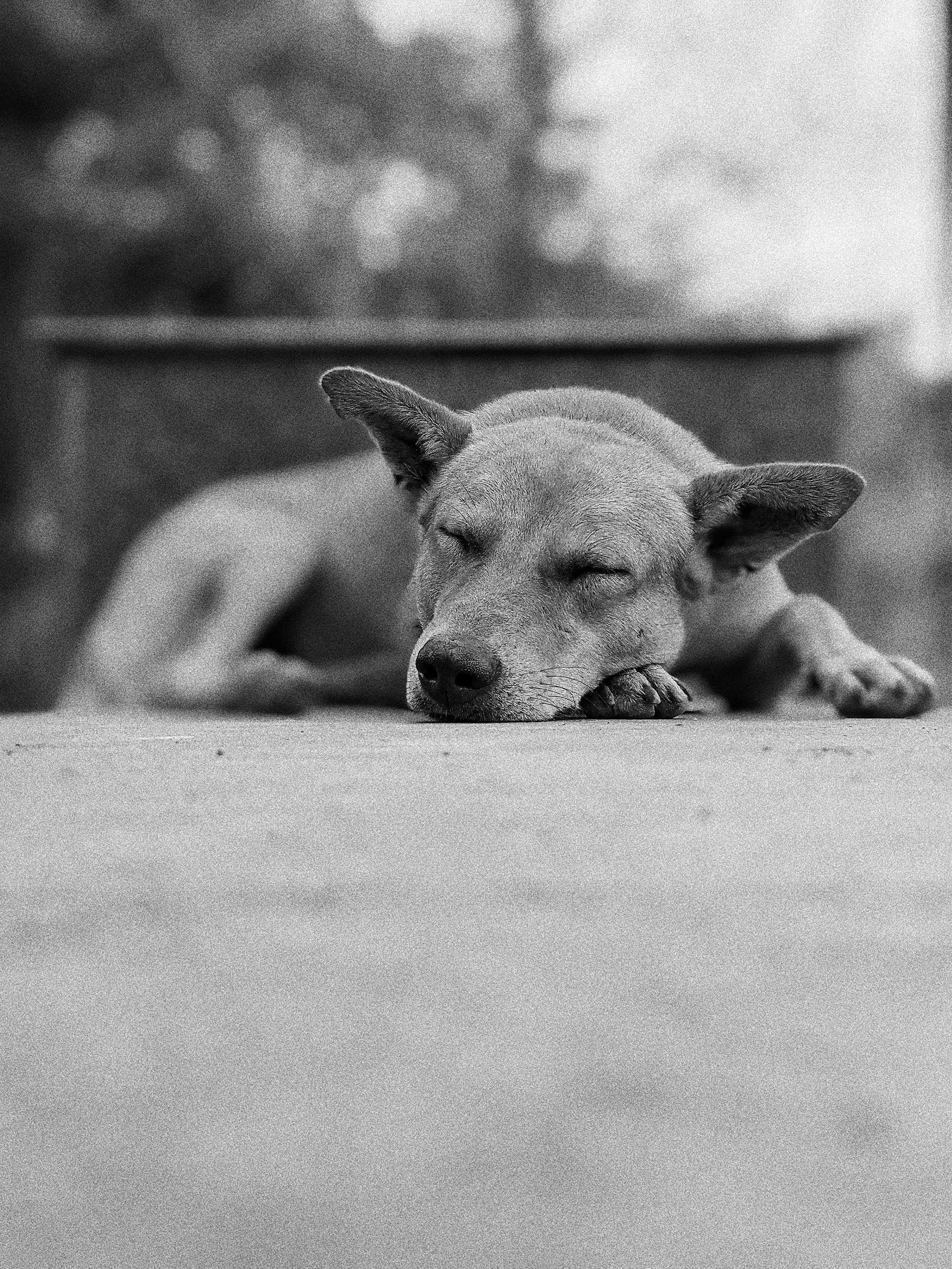 Monochrome Madness-6