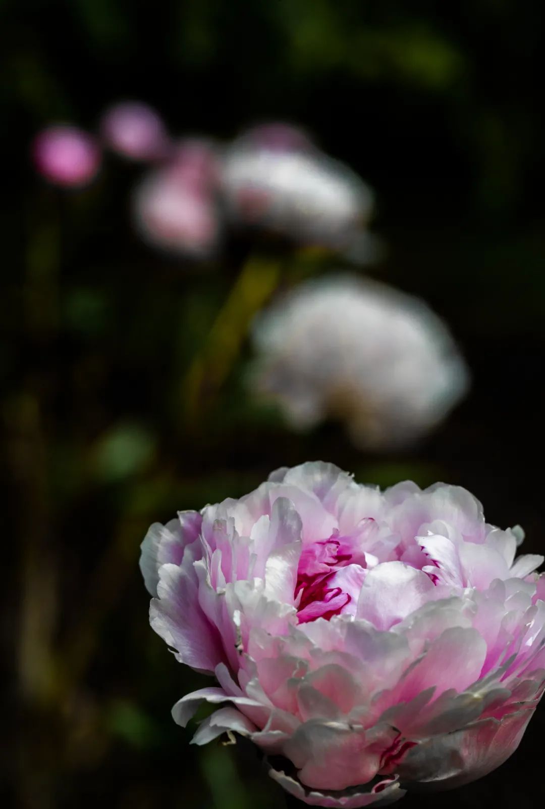 上海商船会馆花园丨中国上海丨上海北斗星景观设计工程有限公司-107