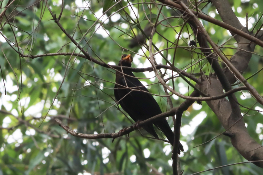 茏腾·探秘自然·鸟类涂鸦之旅-18