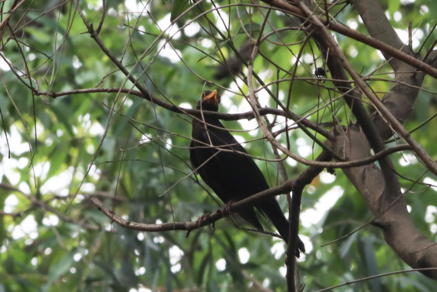茏腾·探秘自然·鸟类涂鸦之旅-18
