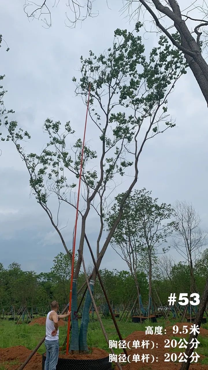 湖南衡阳 148 棵精品乌桕景观设计丨中国衡阳丨看见景观-63