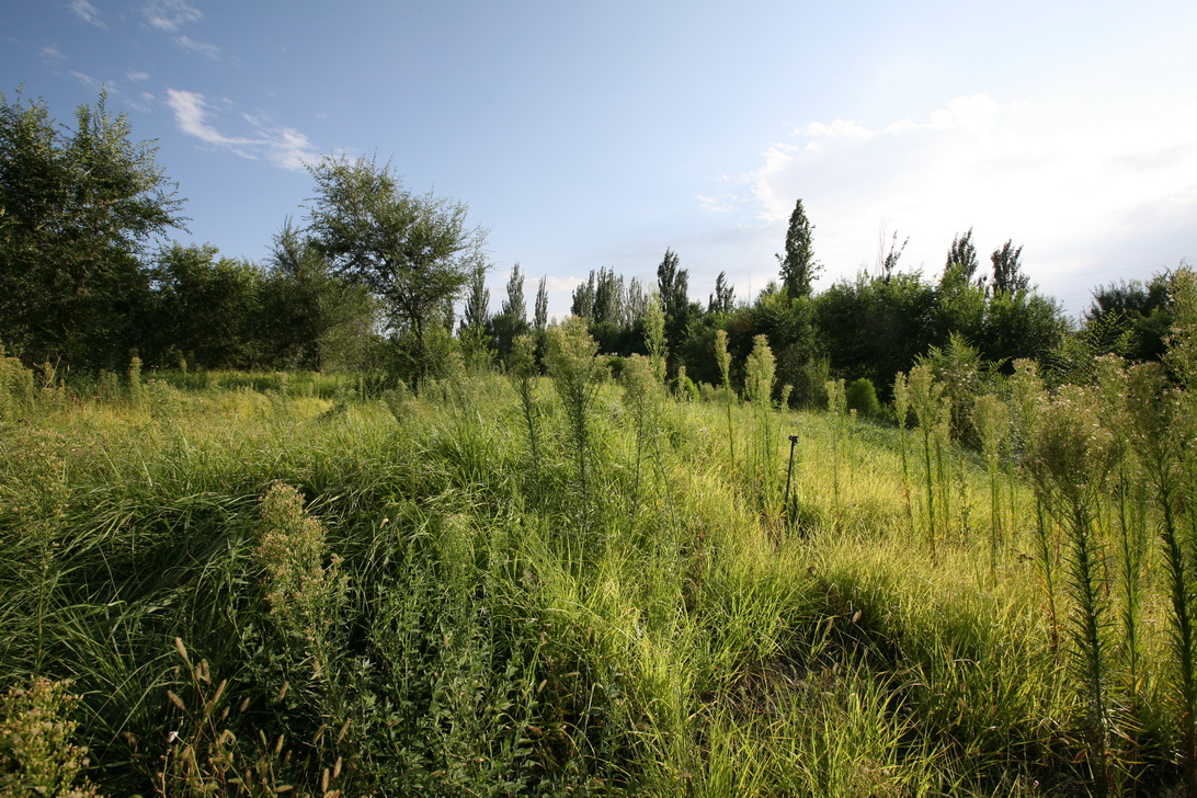 新疆博乐人民公园改造设计（A地块）丨中国新疆丨R  land北京源树景观规划设计事所-67