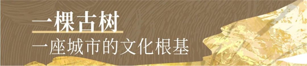 为540岁汉阳树安“新家”，中海守护文化“活化石”-12