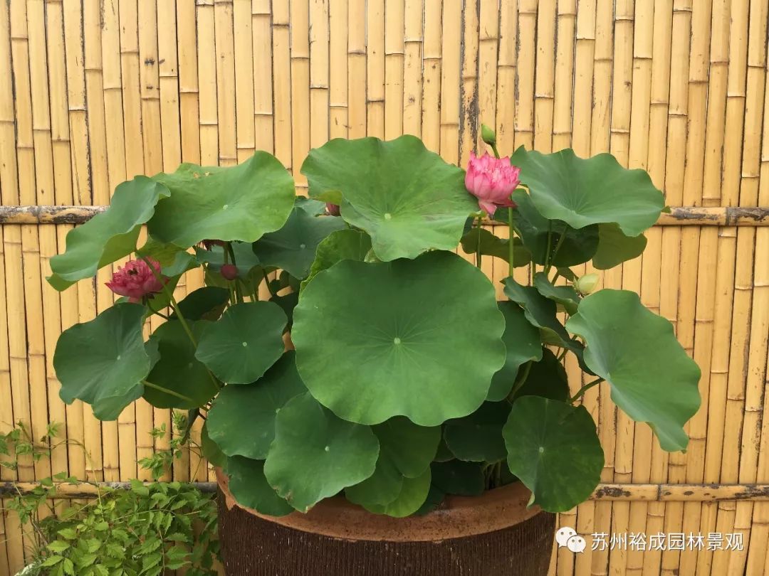 禅意屋顶花园，品茗抚琴如诗如画-6