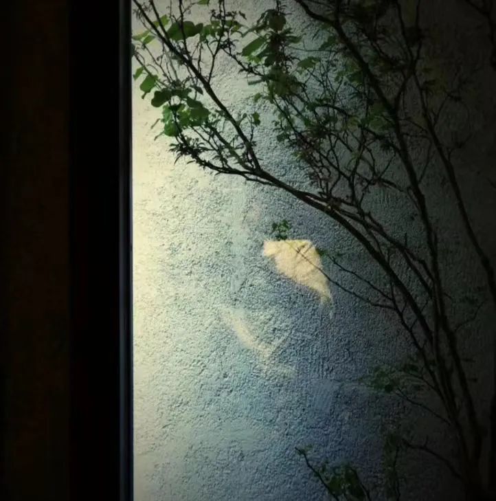 孙姣 | 自然无为,空间秩序的唤醒力量-47