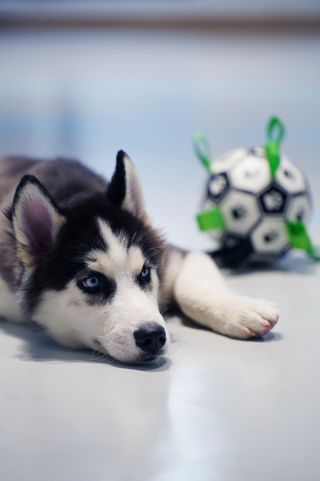 狗狗派萌宠中心丨中国杭州丨内境空间设计-28