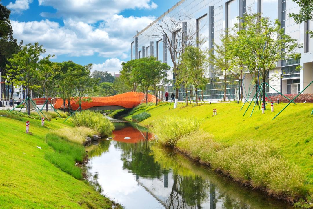 重生之河 | 广州大坦沙岛“蓝色命脉”的生态复兴-60