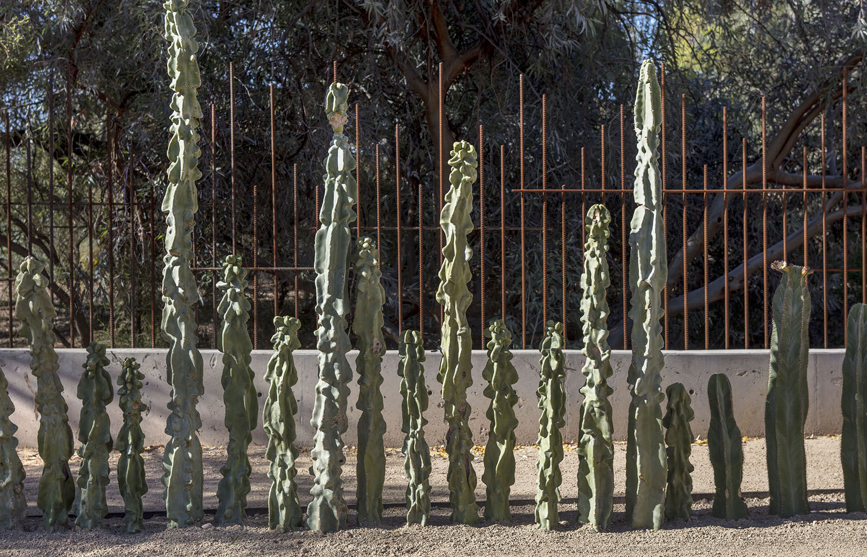 沙漠植物园一期丨美国-108