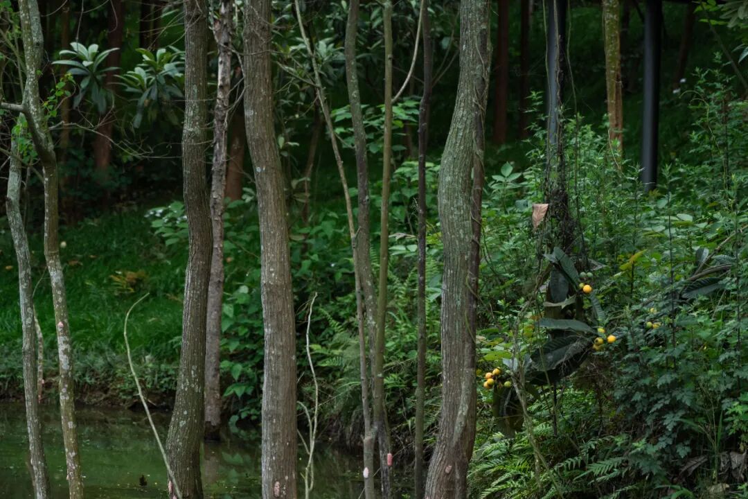 城市掌心的生态山野——麓野公园-179