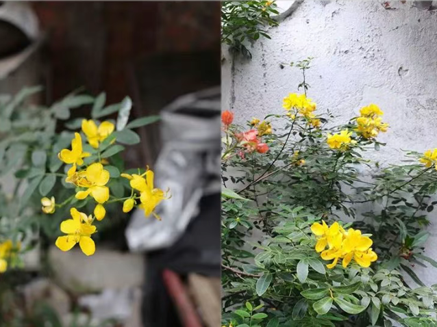 CACPA|花花花画画画-19