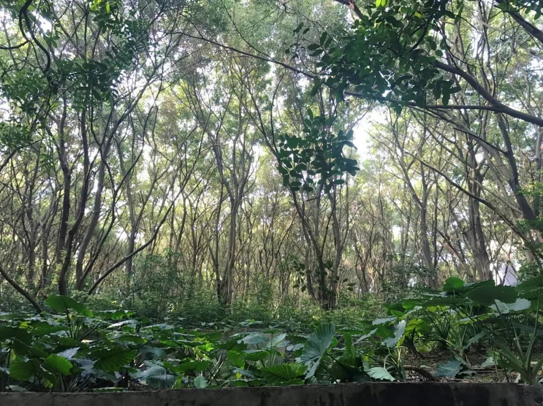 荔园外国语小学（景田）丨中国深圳丨直向建筑-11