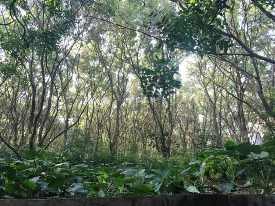 荔园外国语小学(景田)丨中国深圳丨直向建筑-11