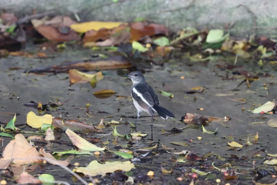 茏腾·探秘自然·鸟类涂鸦之旅-20