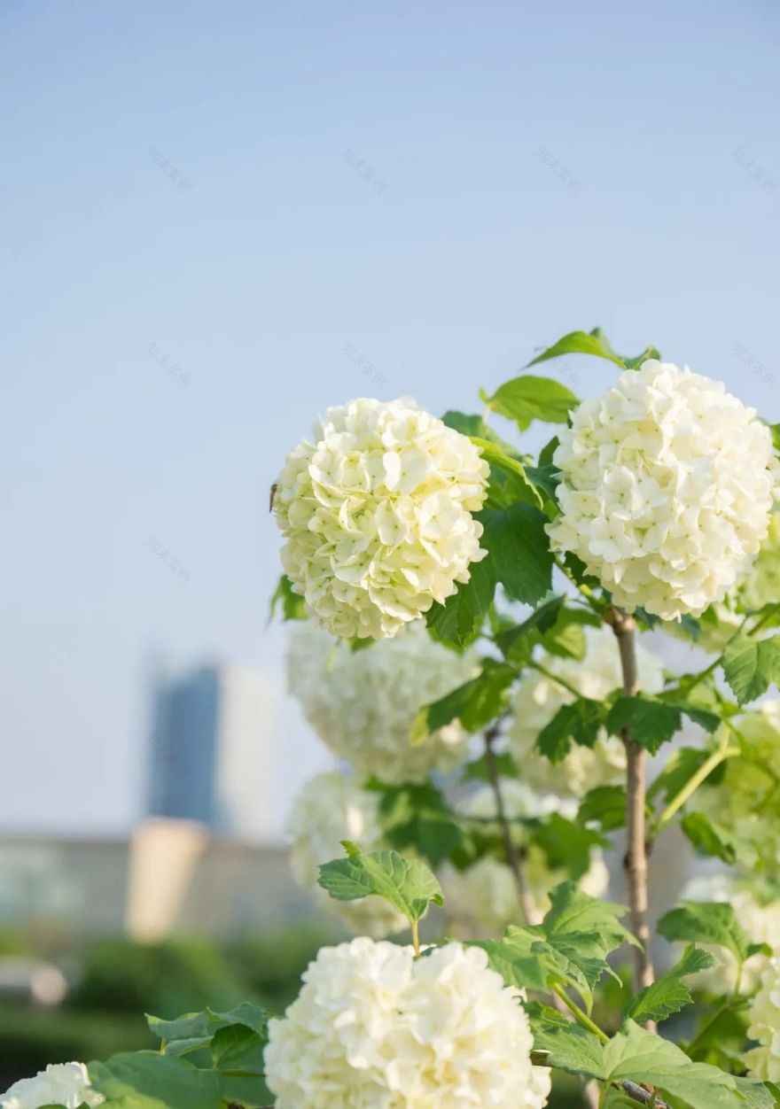 天空之城 · 与 CELEC 共赴春日花园的浪漫约会-64