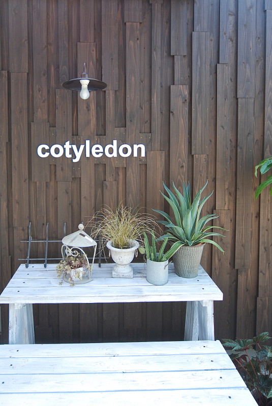 cotyledon #122  多肉植物専門店+カフェ丨日本宫崎丨有限会社COGITE-15