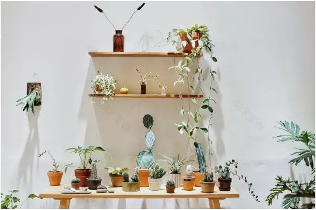 两个小女生,造了一间全镇上最文艺的花房,从此与花草为伴-16