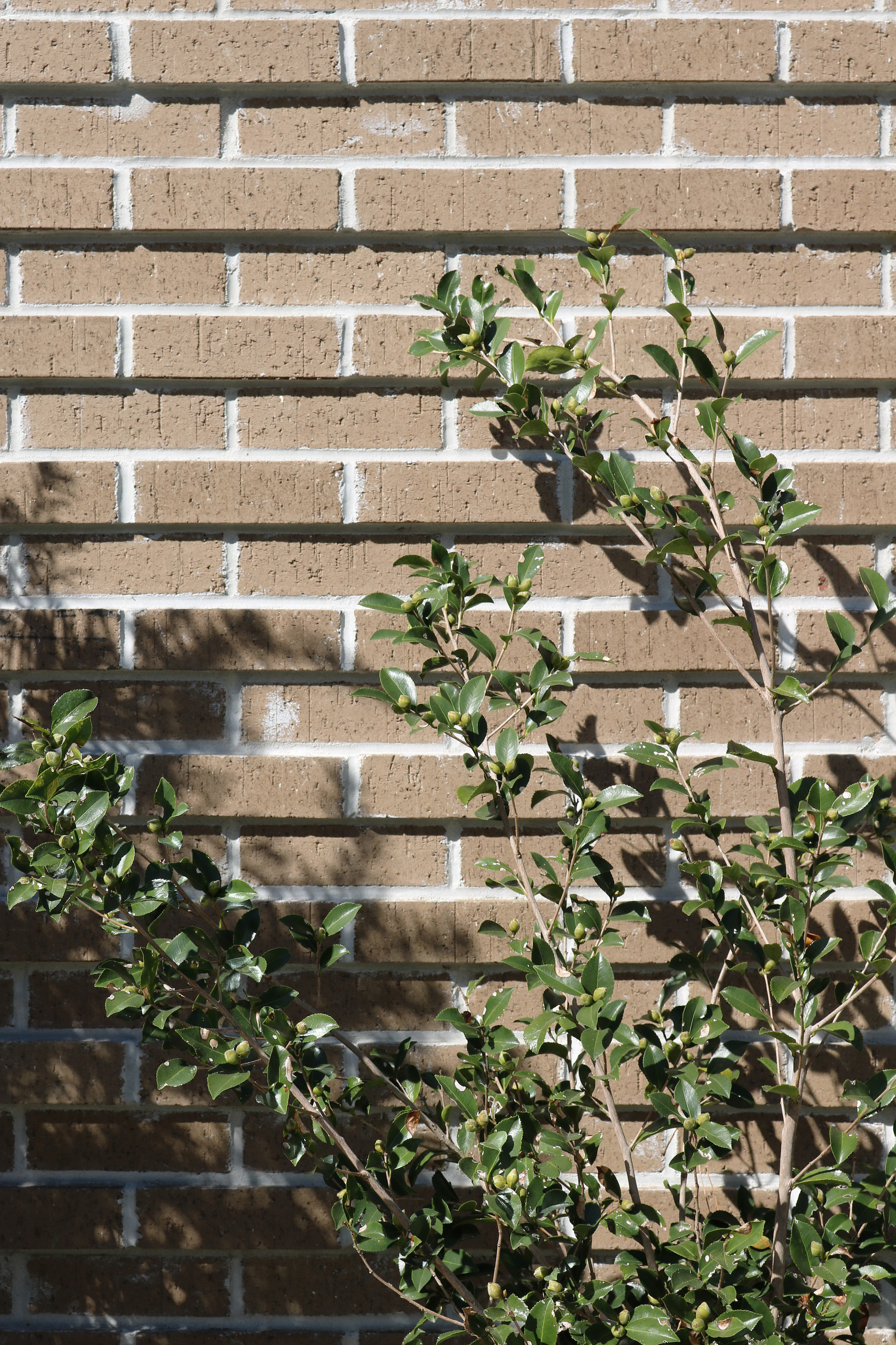 Preschool of the Arts 扩建项目丨美国丨Boyd Architects-36