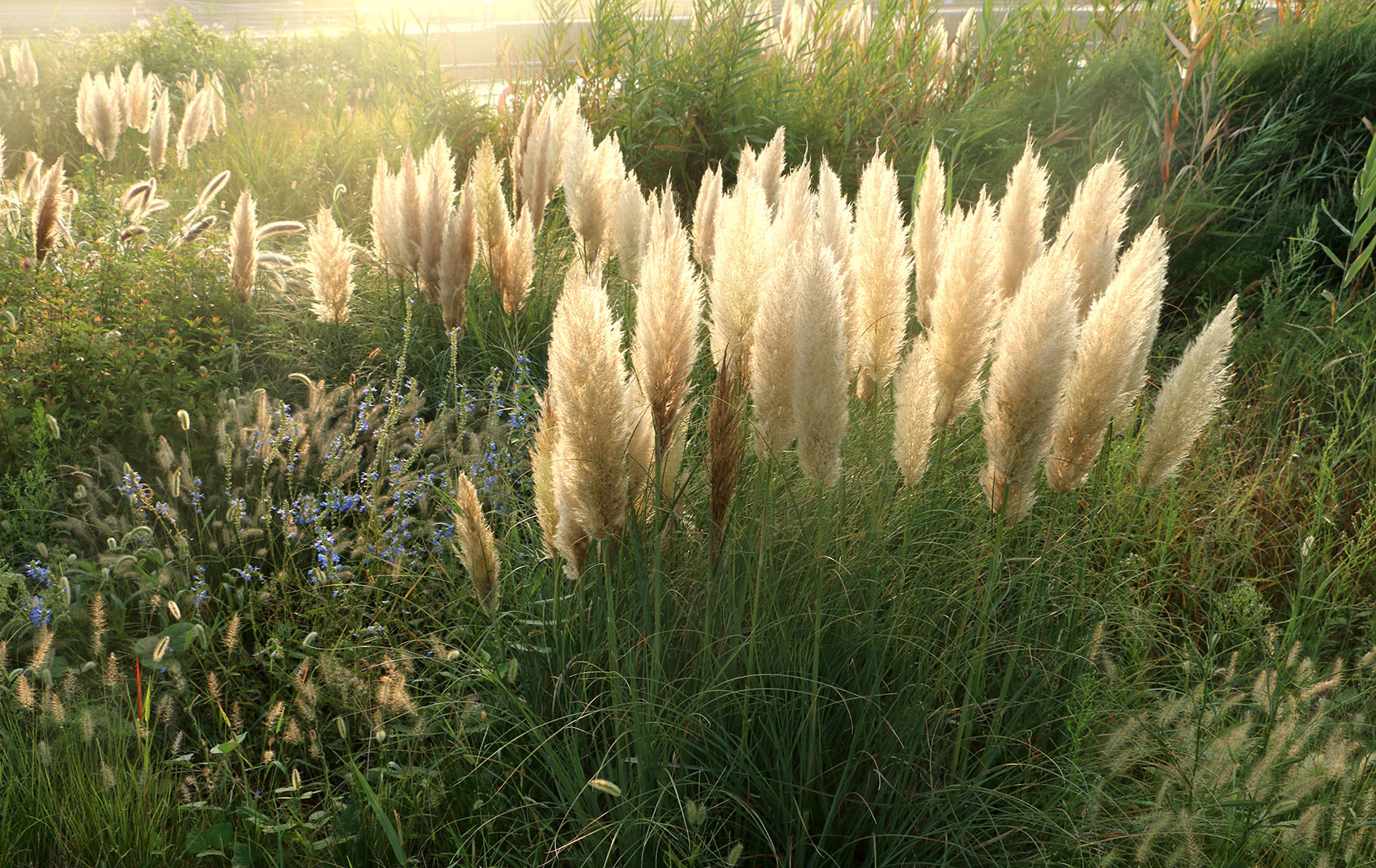 多岛海野草公园丨中国日照丨孔祥伟工作室-67