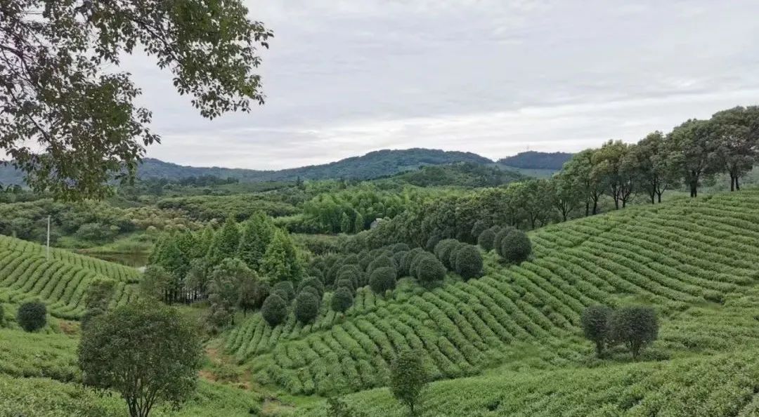 溧阳田雅江南度假酒店丨中国常州丨上海城拓建筑设计事务所有限公司-11