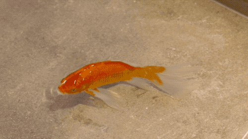 他在20楼挖池塘、造园子丨把家改成空中花园-19