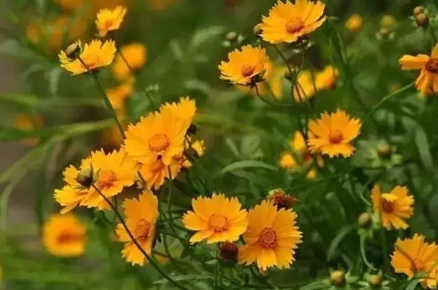 花境设计常用 60 种植物，让花园变得绚丽多彩-75