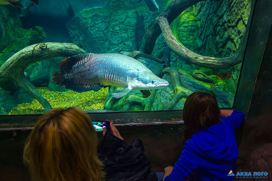 莫斯科和沃罗涅日的“РИО”海洋馆丨俄罗斯莫斯科丨Аква Лого Инжиниринг-18
