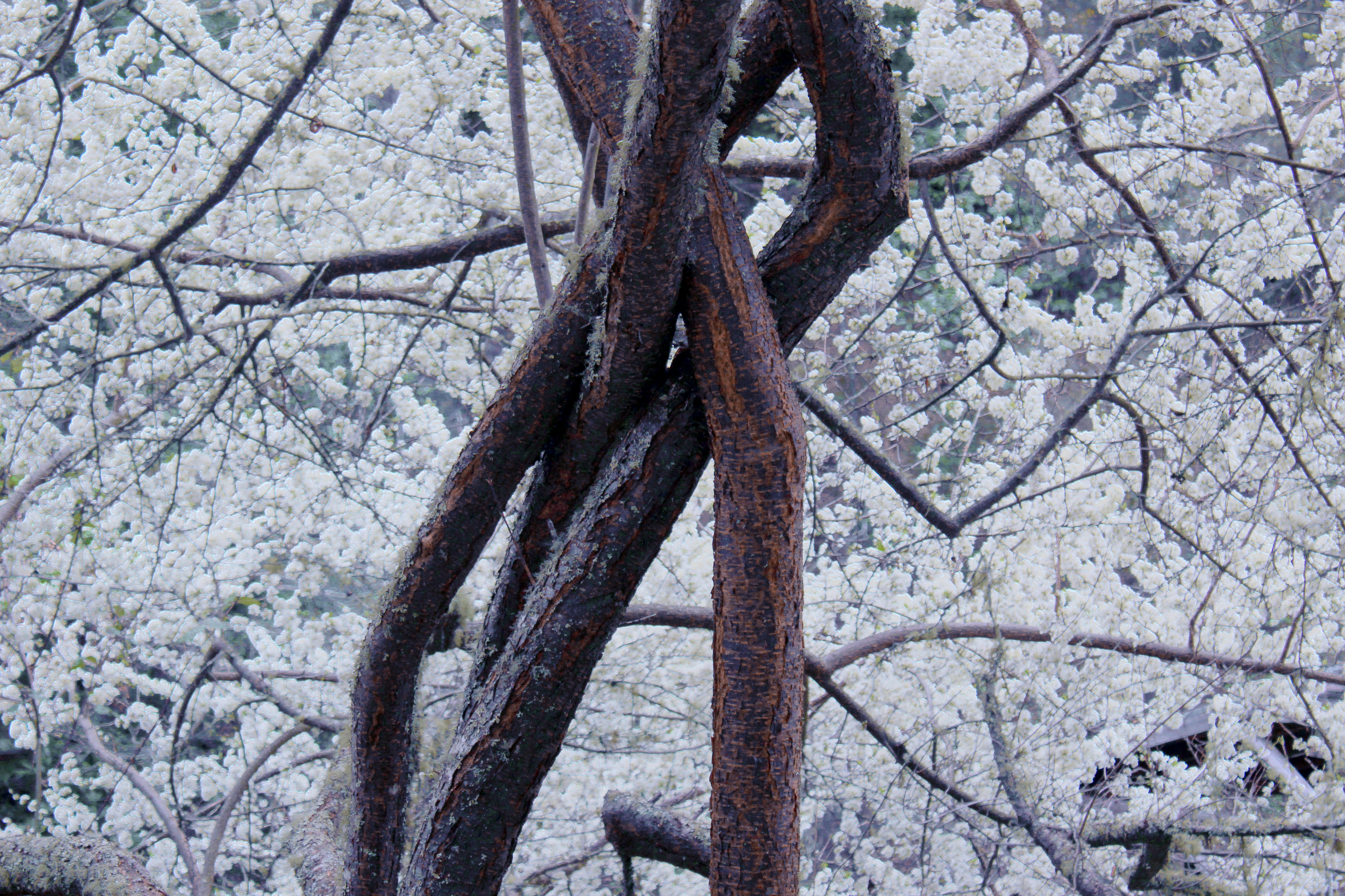 世界上的树木丨Sylvie D.-117