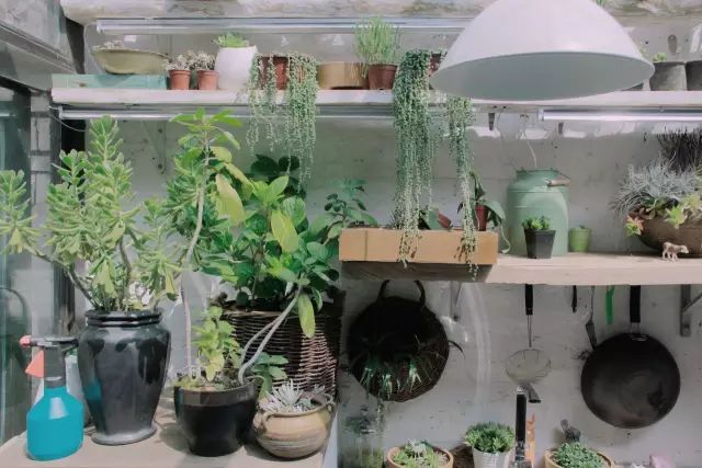 插画师自己当工头翻新60㎡老旧平房，终于拥有阳光灿烂的大花房！-100