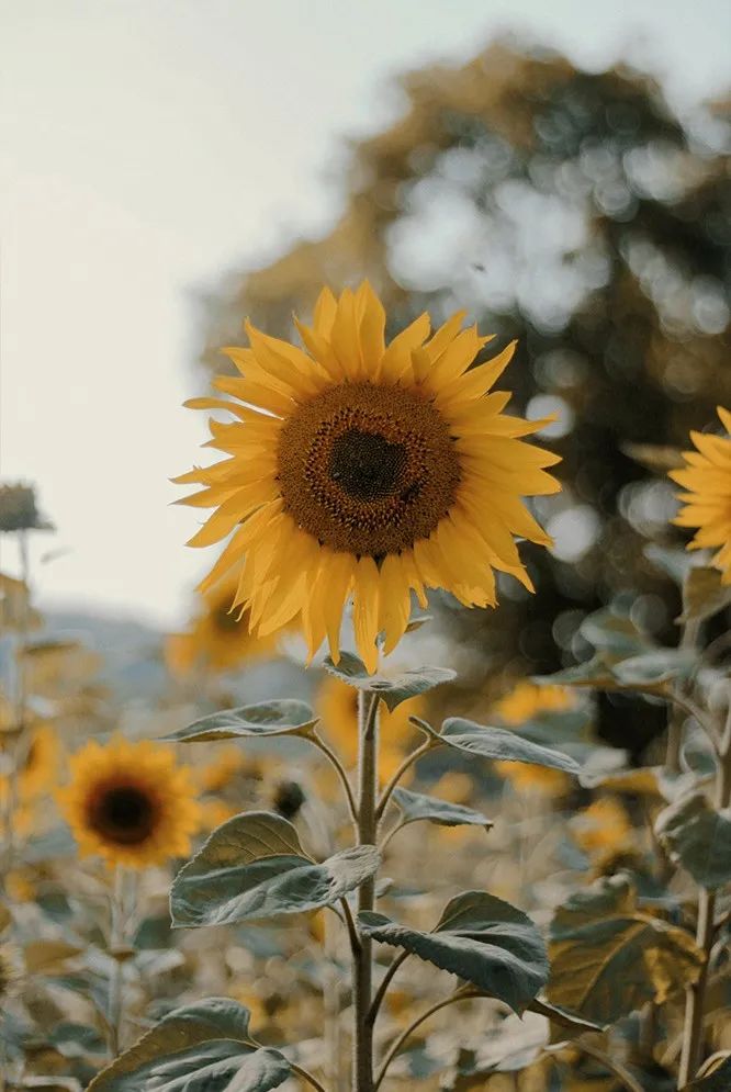 狮子座专属花园设计丨中国上海丨东町星座系列-28