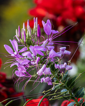 Flowers!