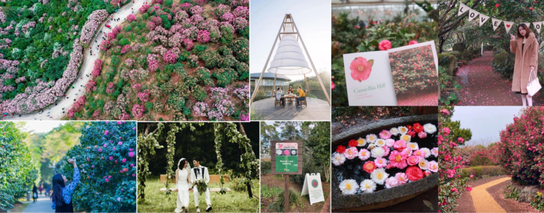 集团要闻丨庐山国家植物园建设项目获业主方高度赞扬-100