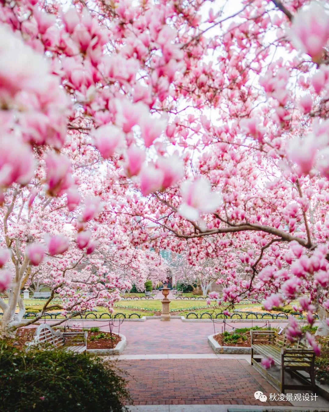 园林文化——寓意解析 | 四君子、花王与雪中四友-124