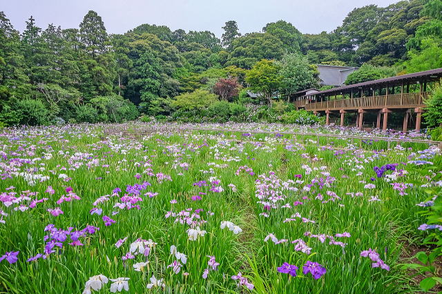 本土寺庭园等景观-21