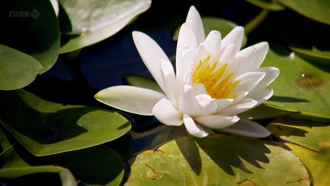 绿意盎然,文艺复兴风格复兴之作——伊塔蒂别墅花园设计-38