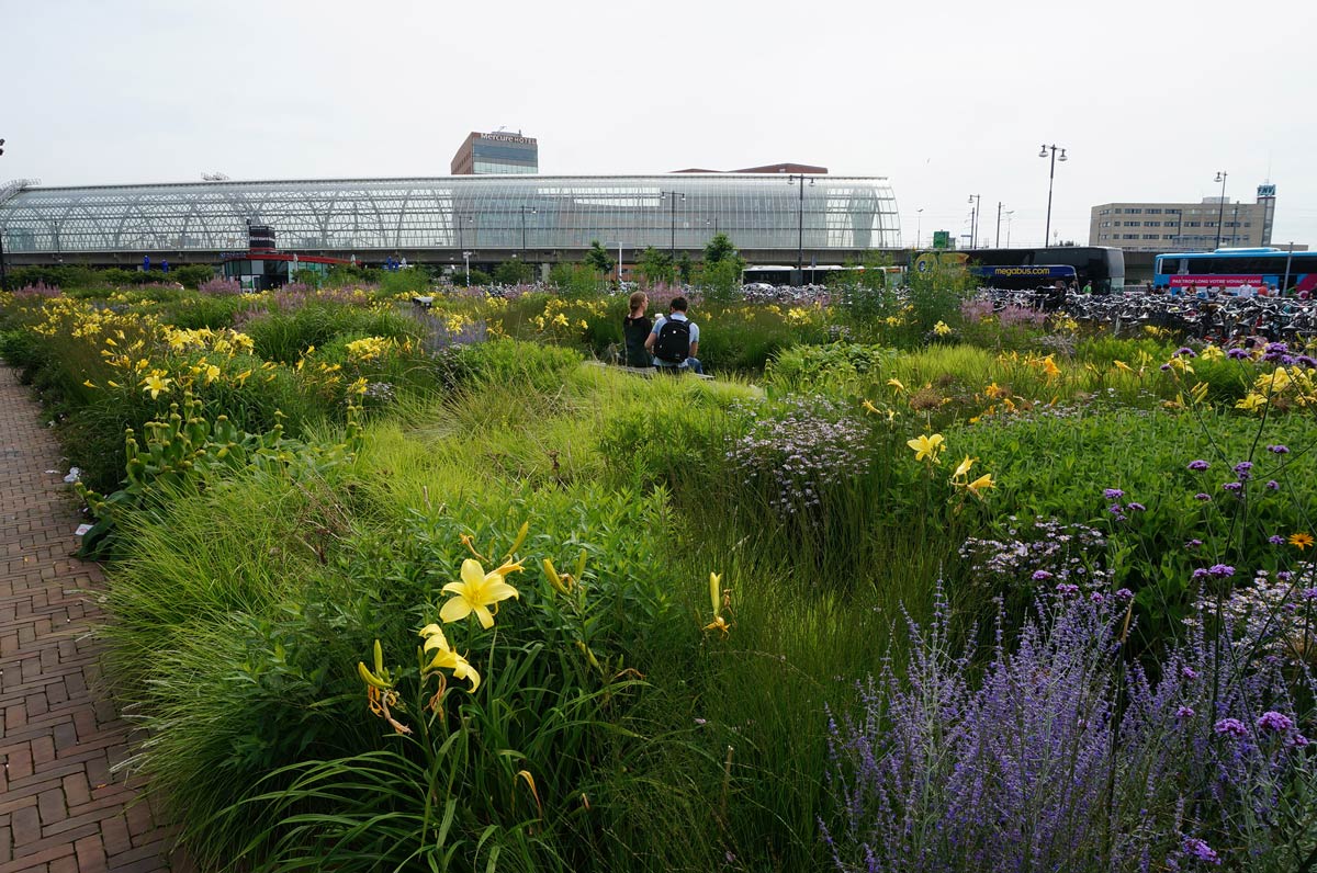 阿姆斯特丹交通枢纽绿色公共空间惊艳变身-9