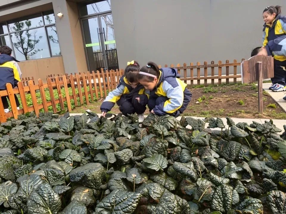 从城市设计到建筑：扬州宝应实验学校-128