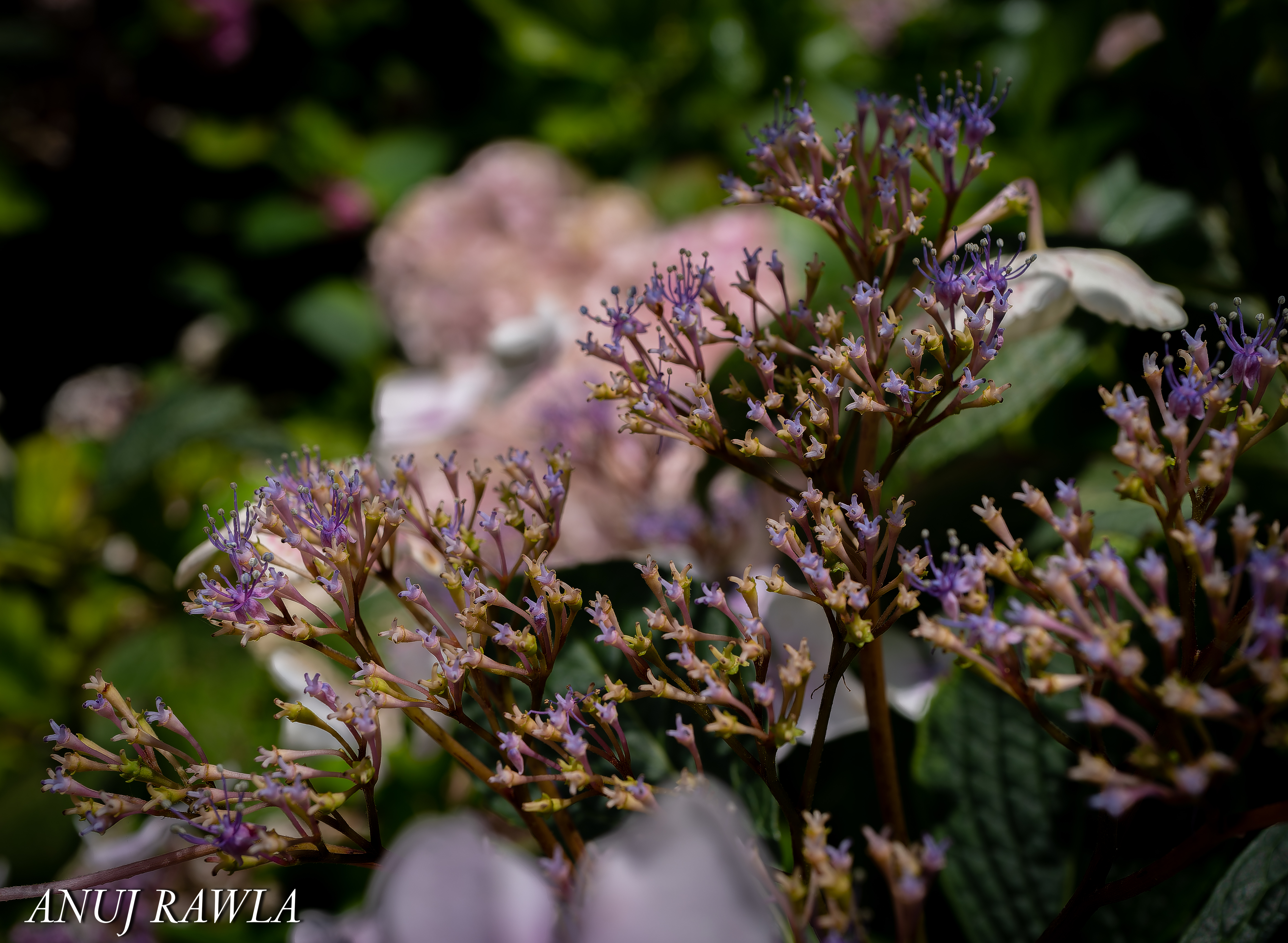 Wildflower Hall - August 2021-57