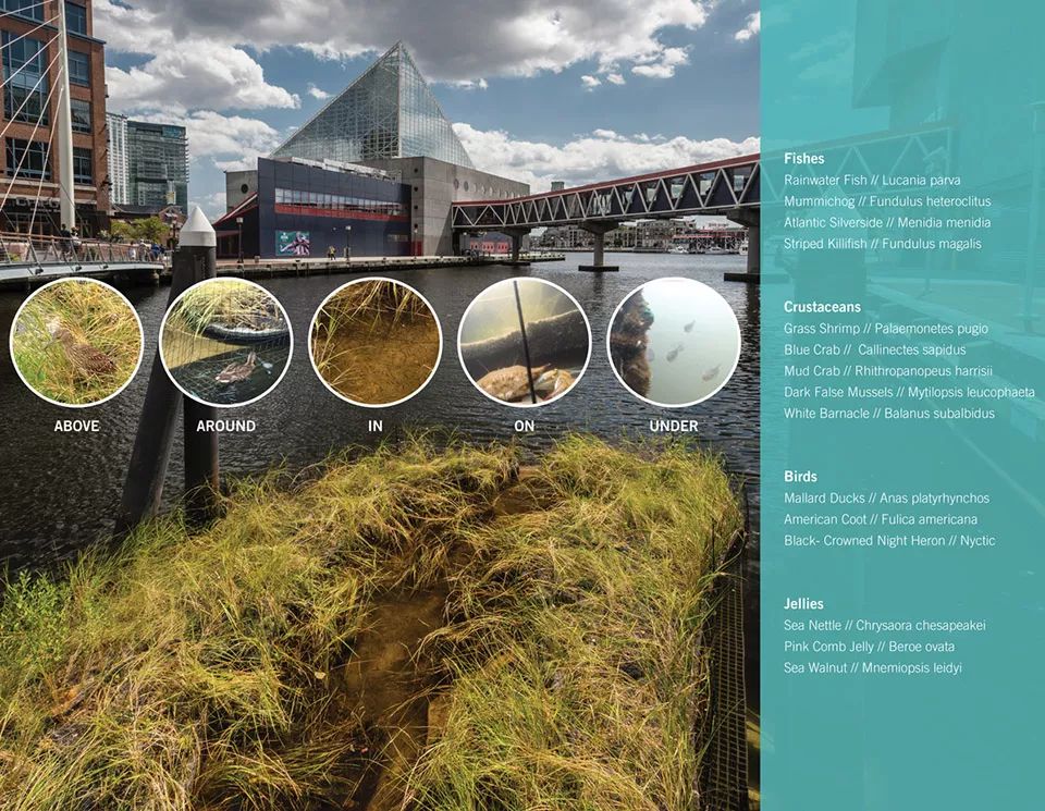 2018ASLA 研究奖得主 | 巴尔的摩漂浮湿地改善水质，促进生物多样性-29