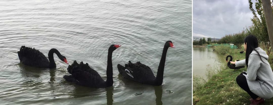 台州小羽农场-24