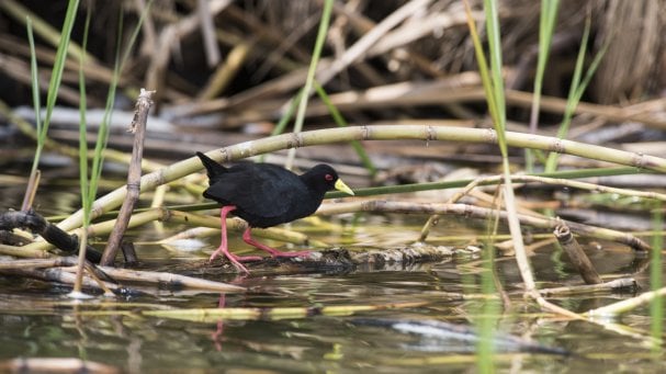 Rwanda Institute for Conservation Agriculture | MASS Design Group-84