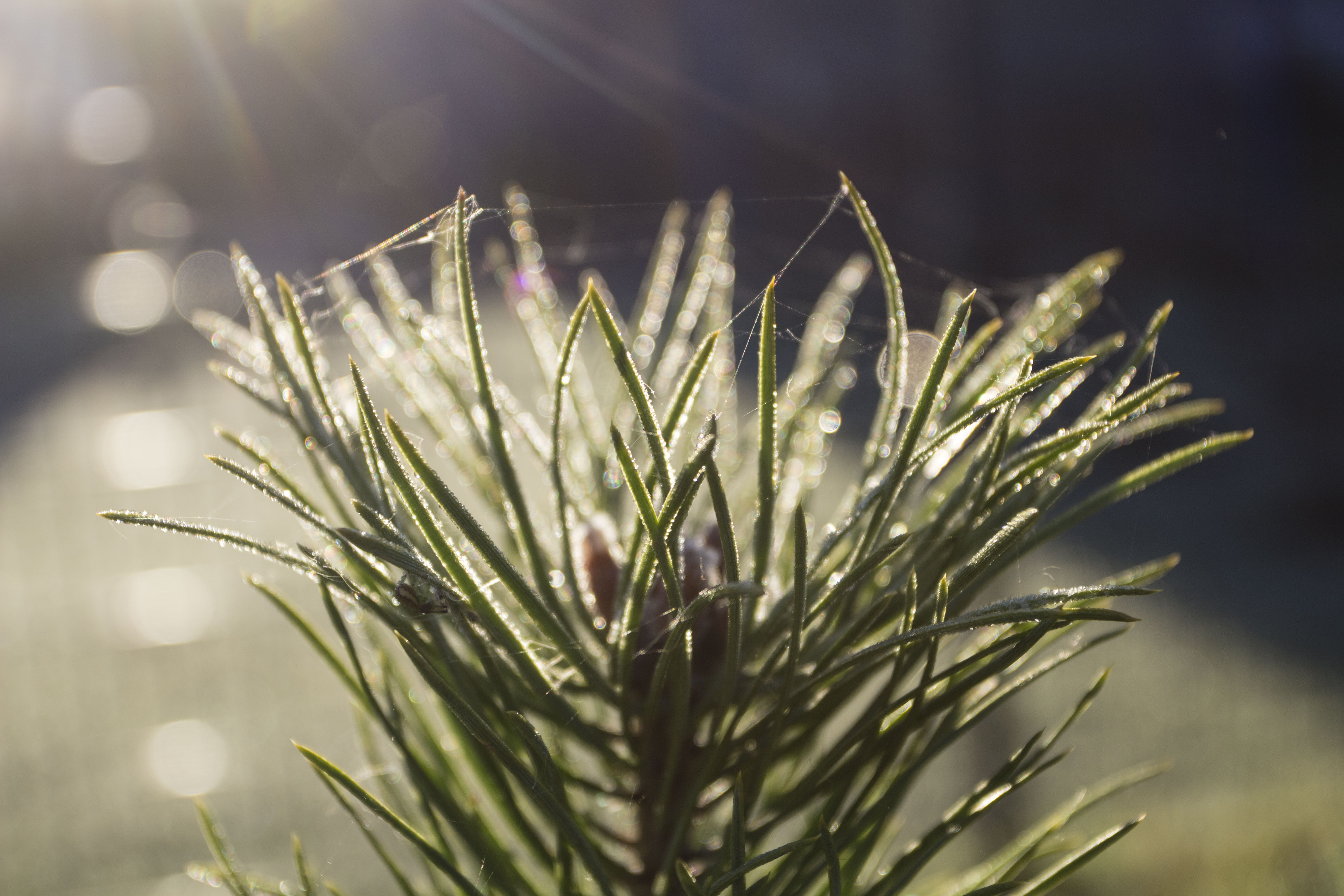 "Осень в саду" 景观摄影作品丨国际景观艺术中心“Зеленая стрела”-4