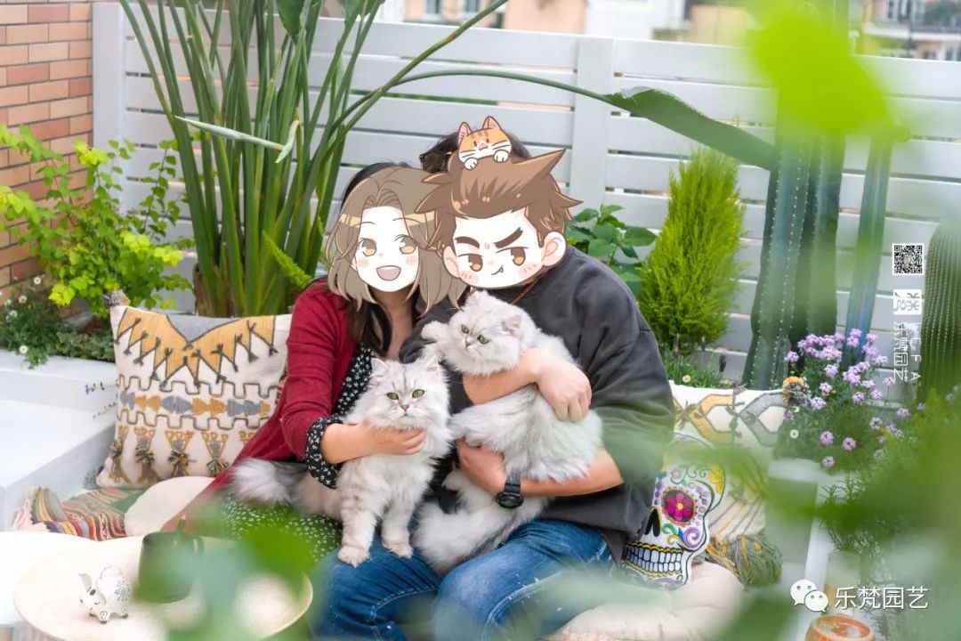 媚媚猫咪的摩洛哥阳台花园丨乐梵园艺-50
