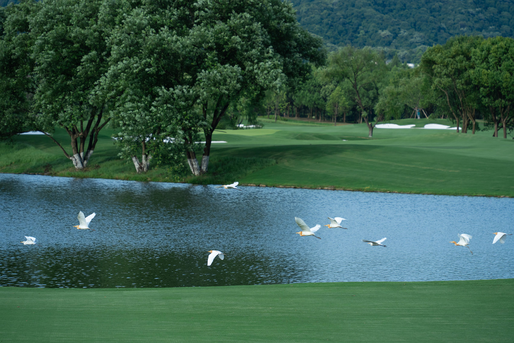 西湖高尔夫丨中国杭州丨NCD Studio 玖鹿设计-15