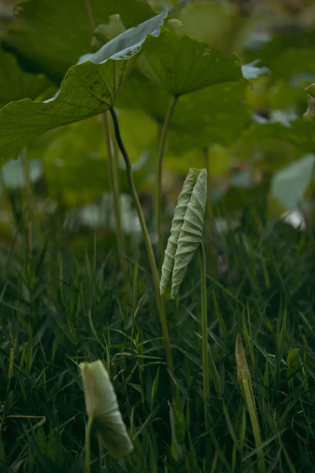 天水蔬食料理餐厅丨中国广州丨广州道胜设计有限公司-10