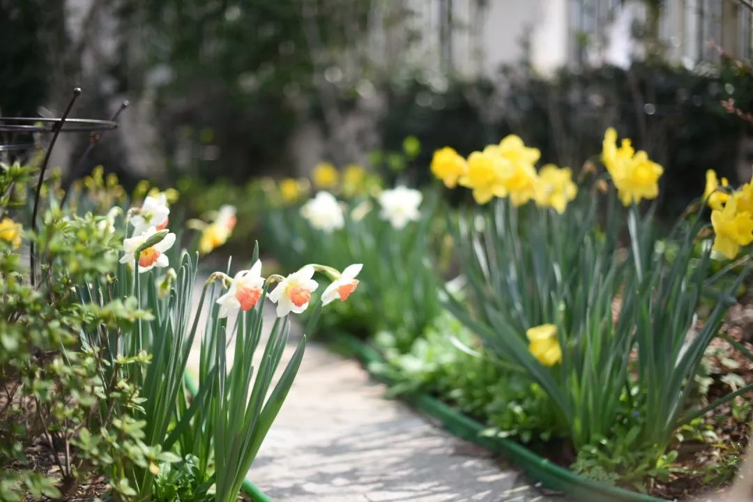 78岁爷爷改造荒废院子，为孙女建起一座花园-9
