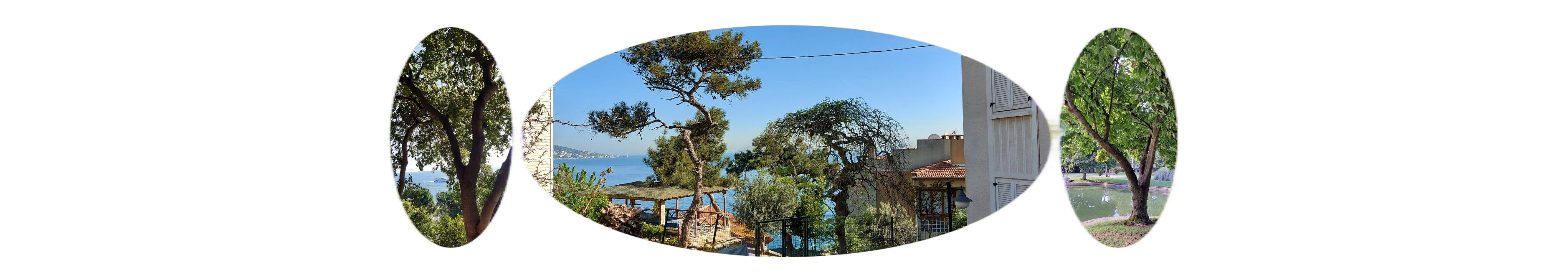 世界上的树木丨Sylvie D.-277